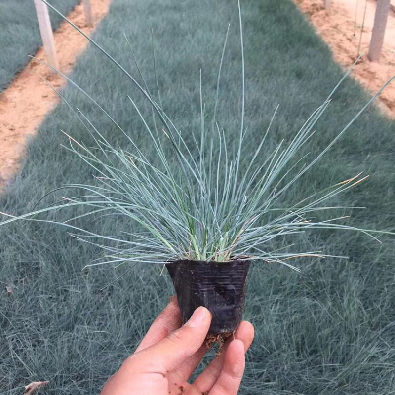 蓝羊茅苗耐寒耐旱花卉蓝羊茅苗冷季型杯苗蓝羊茅观赏草