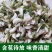 冷冻槐花，速冻干冻槐花