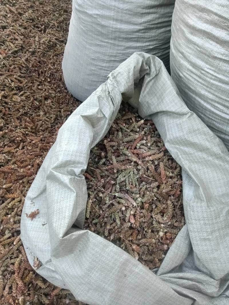 产地直供夏枯球各种规格大量出售欢迎来产地考察长期合作