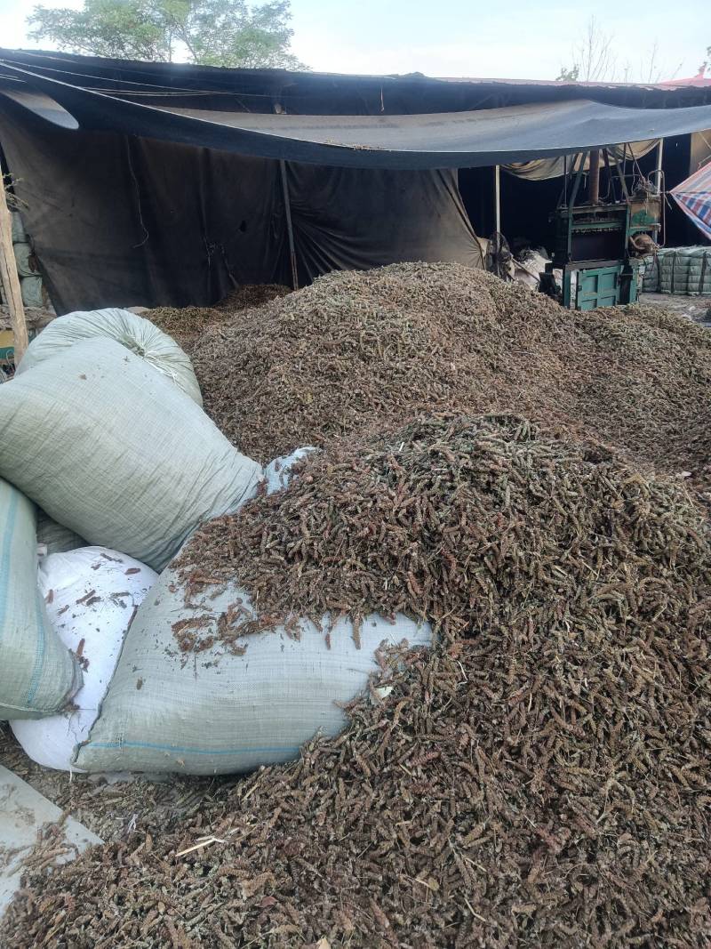产地直供夏枯球各种规格大量出售欢迎来产地考察长期合作