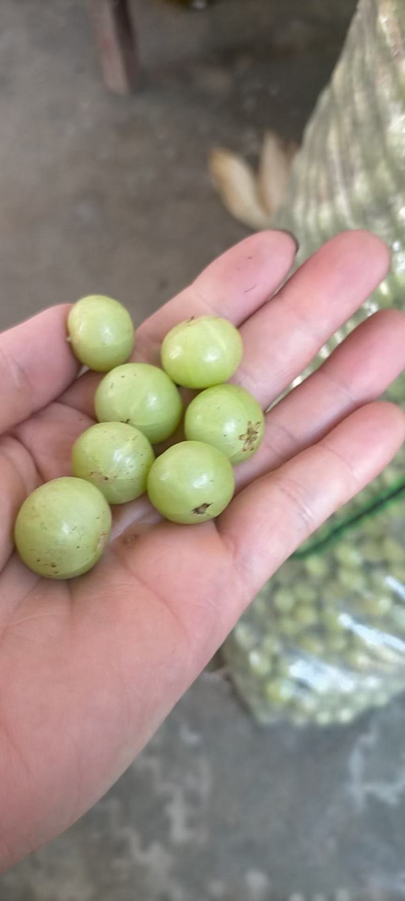 广东省潮阳区各类甜油甘，榨汁，生吃，各个品种都有