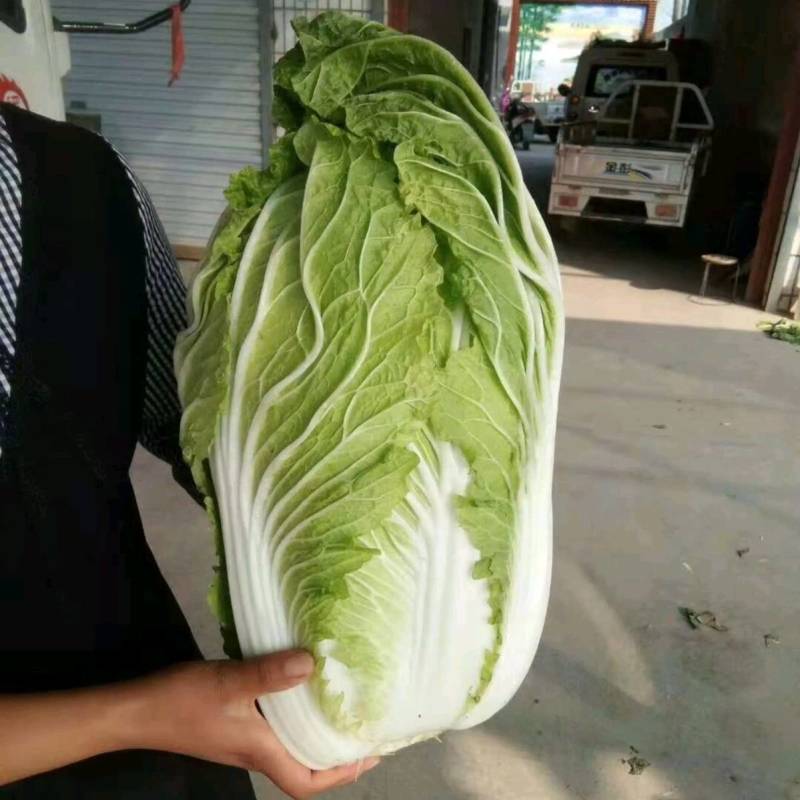 美绿V6大白菜种子65天～70～75～80天可上市白菜籽