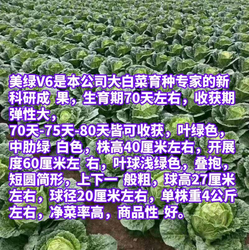 美绿V6大白菜种子65天～70～75～80天可上市白菜籽