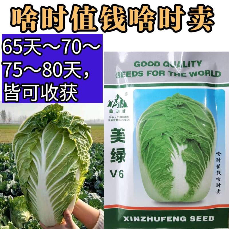 美绿V6大白菜种子65天～70～75～80天可上市白菜籽