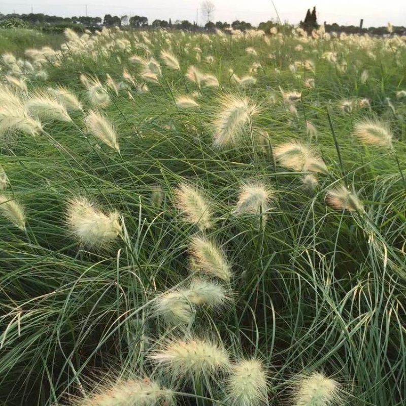 小兔子狼尾草，观赏草，基地直发，大量供应