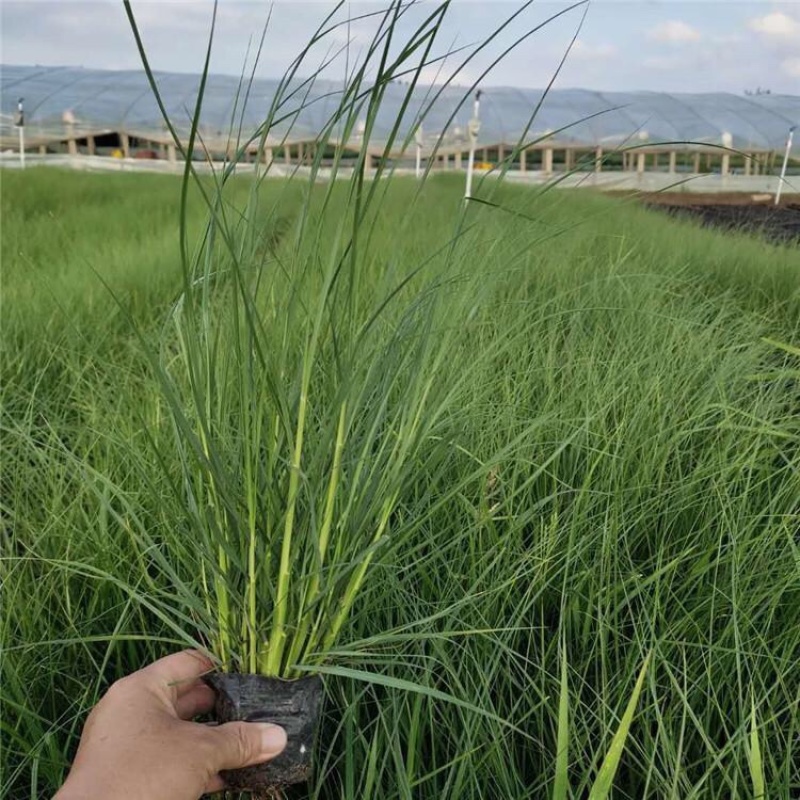 小兔子狼尾草，观赏草，基地直发，大量供应