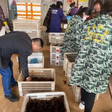 【洪湖清水虾】高质量低价格肉多膏多虾尾干净规格硬死亡低