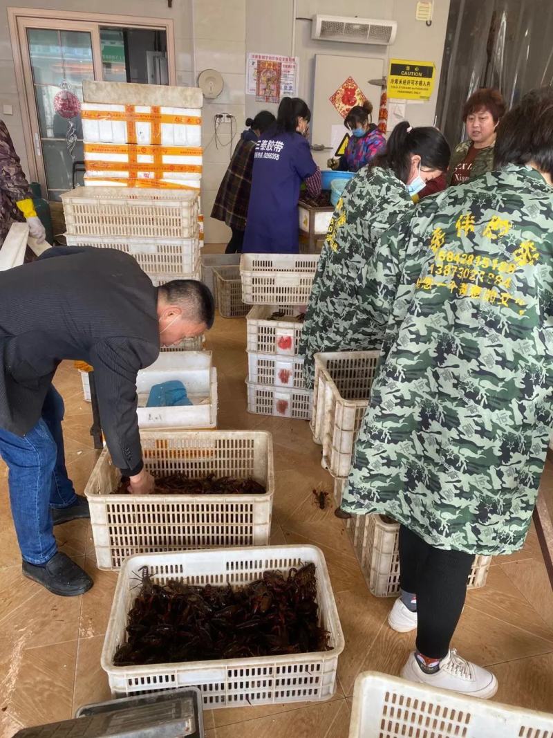 【洪湖清水虾】高质量低价格肉多膏多虾尾干净规格硬死亡低