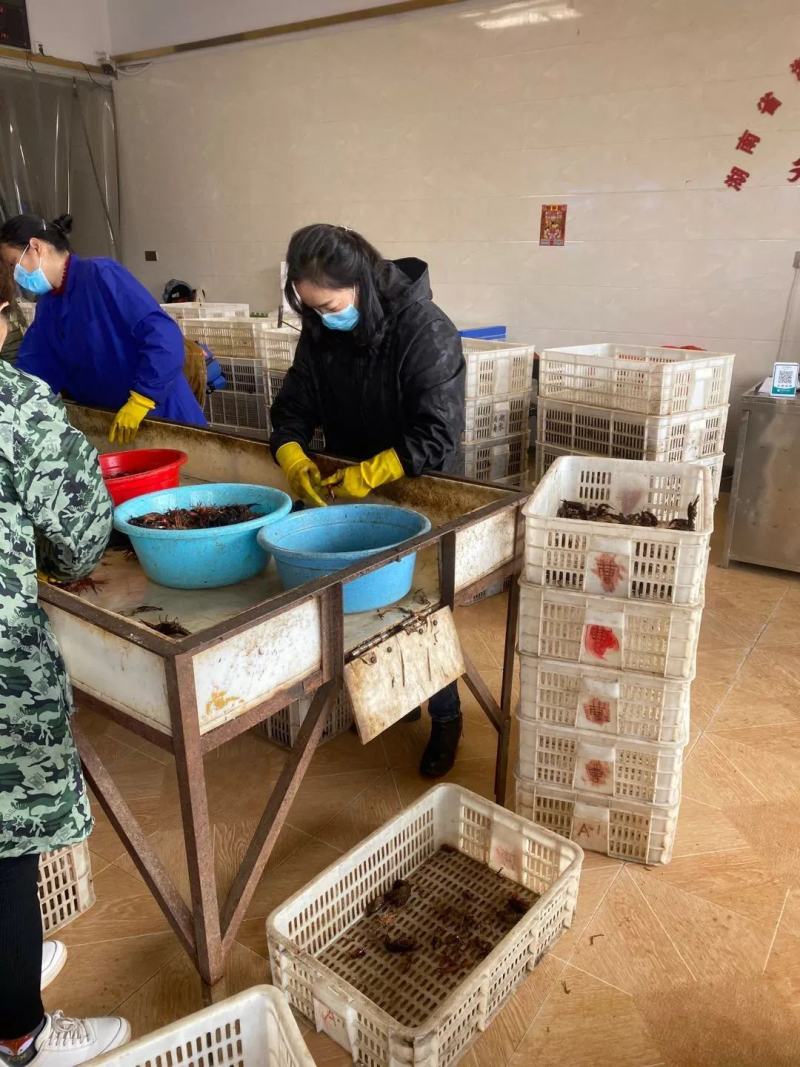 【洪湖清水虾】高质量低价格肉多膏多虾尾干净规格硬死亡低