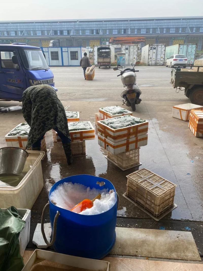 【洪湖清水虾】高质量低价格肉多膏多虾尾干净规格硬死亡低