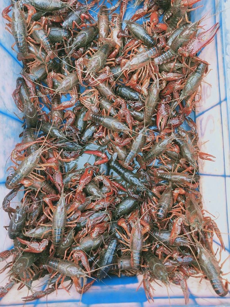 【洪湖清水虾】高质量低价格肉多膏多虾尾干净规格硬死亡低