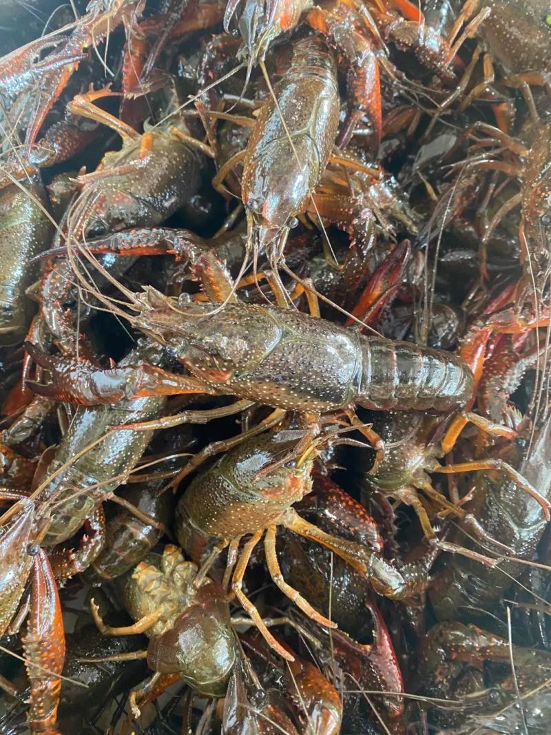 【洪湖清水虾】高质量低价格肉多膏多虾尾干净规格硬死亡低