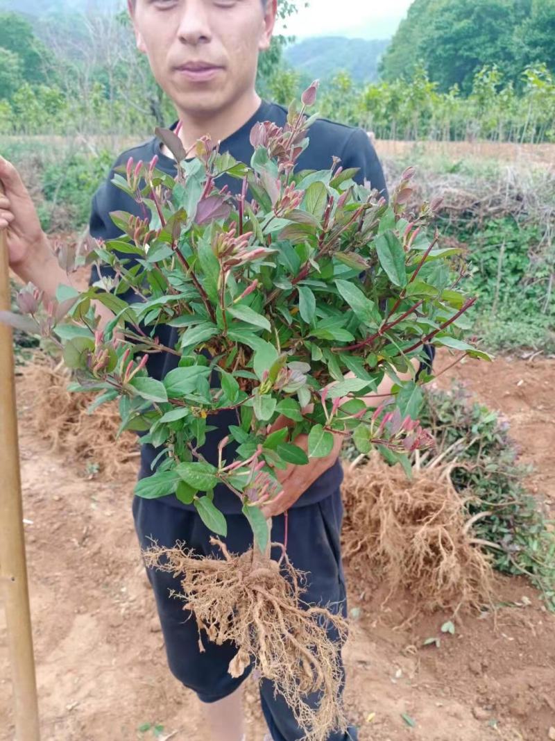 四季红色彩金金银花鸳鸯藤也叫忍冬耐寒耐旱植物