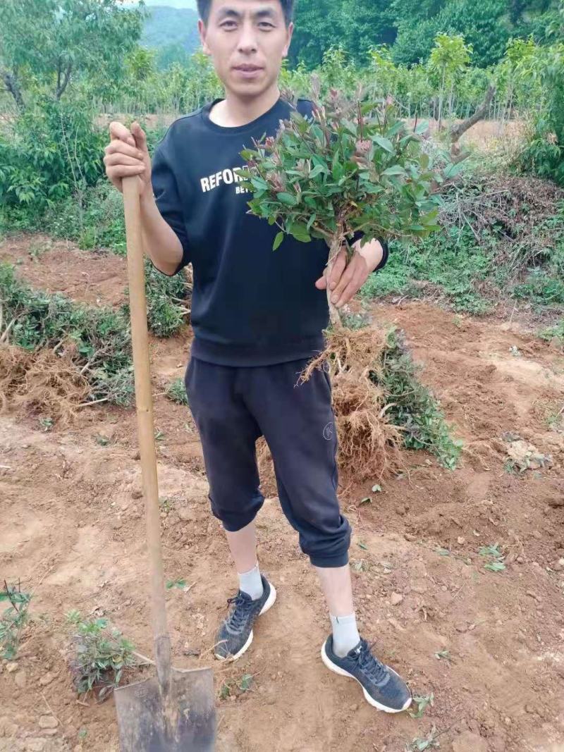 四季红色彩金金银花鸳鸯藤也叫忍冬耐寒耐旱植物