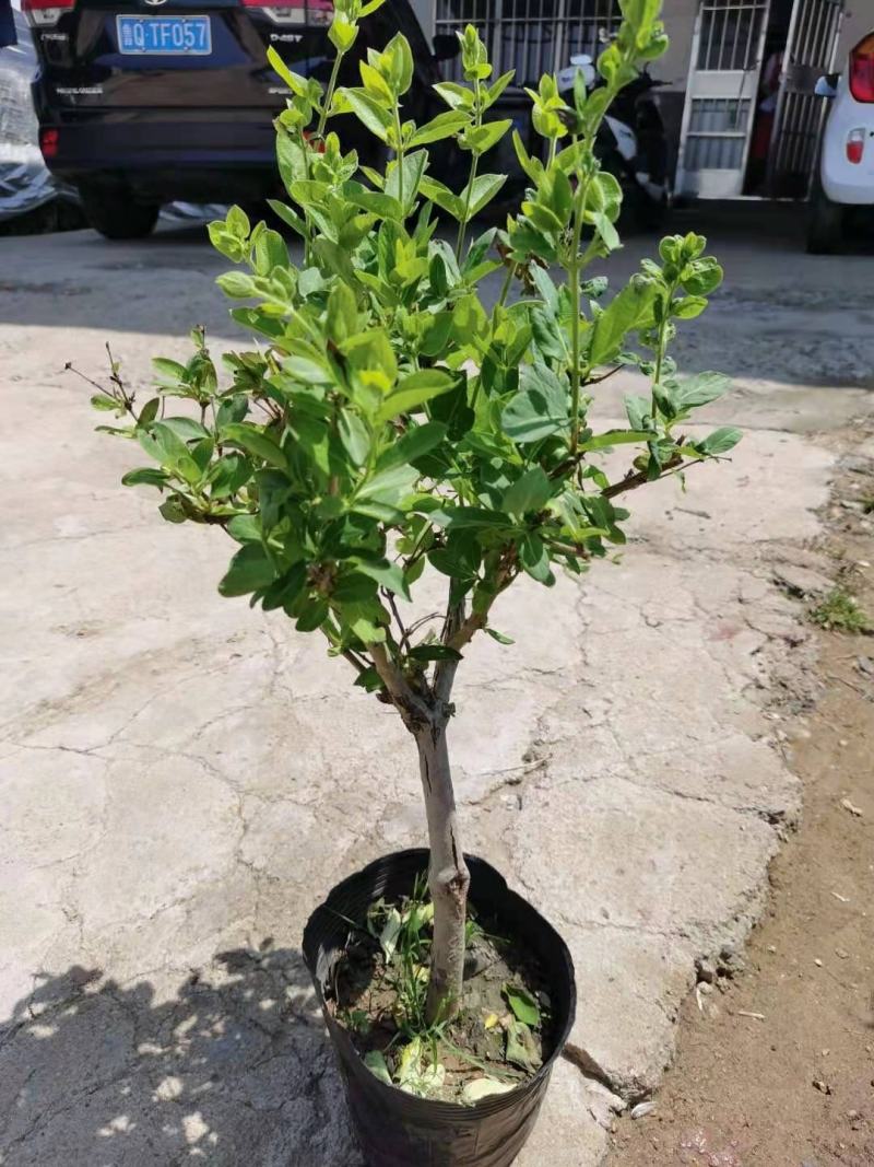 四季红色彩金金银花鸳鸯藤也叫忍冬耐寒耐旱植物