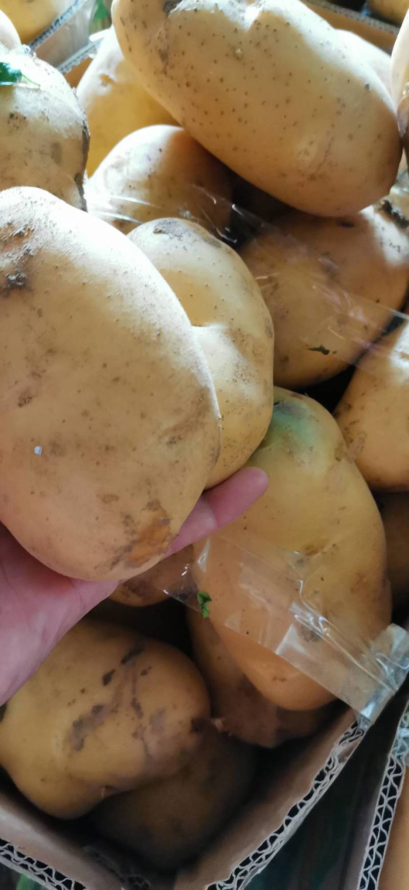 荷兰十五土豆大量上市。货源充足。价格不高。有需要的联系我