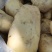 荷兰十五土豆大量上市。货源充足。价格不高。有需要的联系我