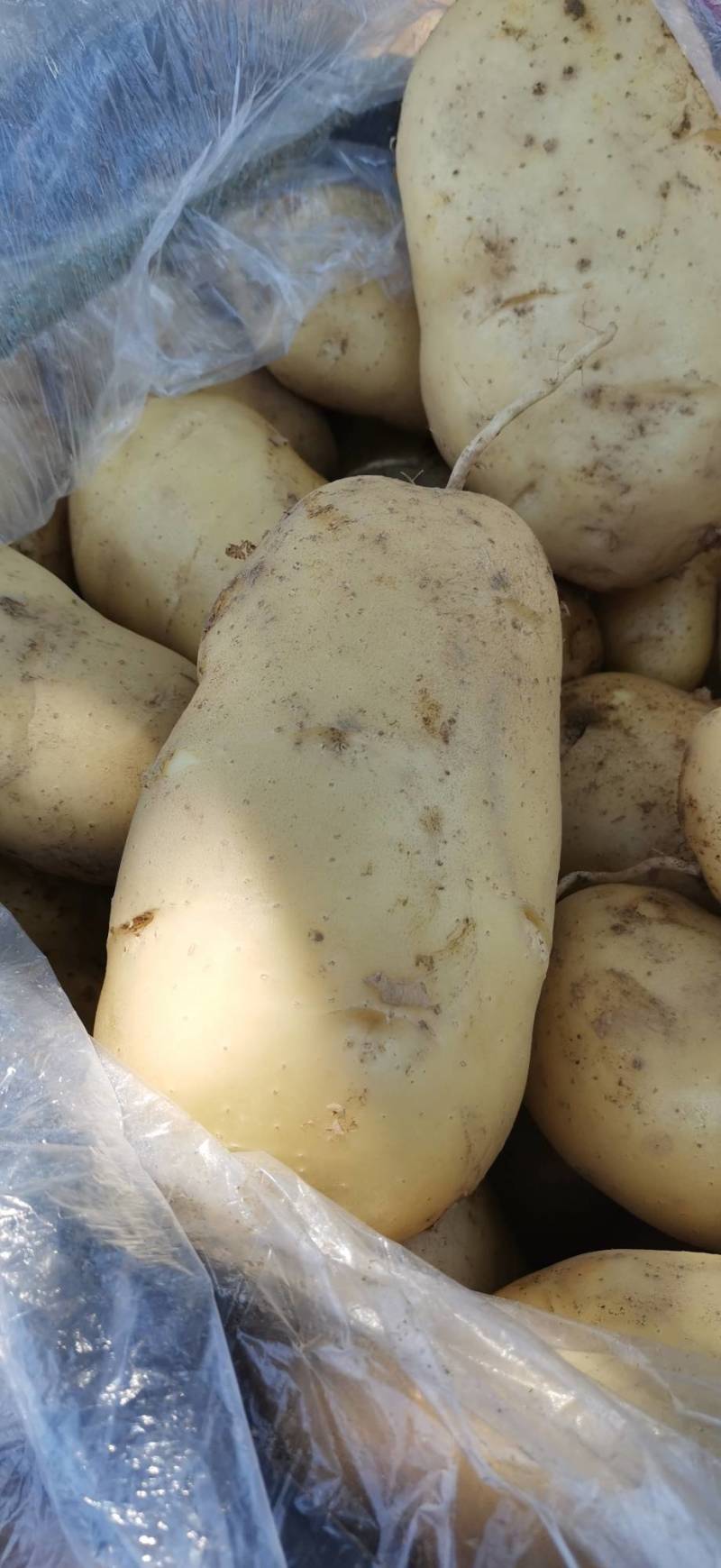 荷兰十五土豆大量上市。货源充足。价格不高。有需要的联系我