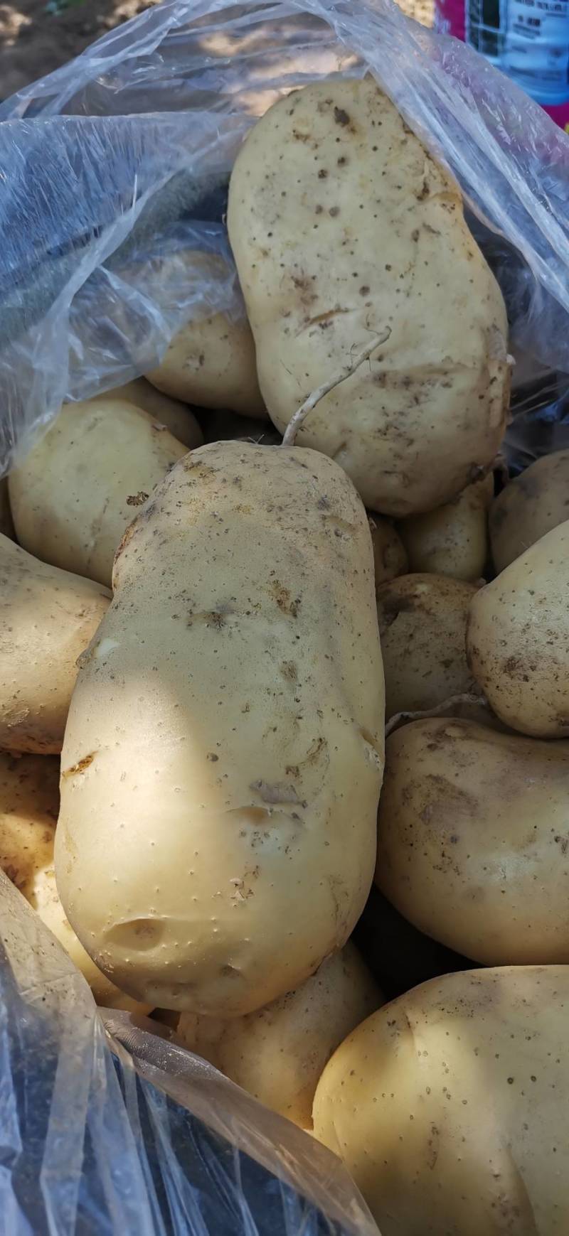 荷兰十五土豆大量上市。货源充足。价格不高。有需要的联系我