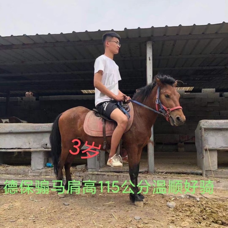 舍特兰矮马德宝矮马国产精品喜欢联系