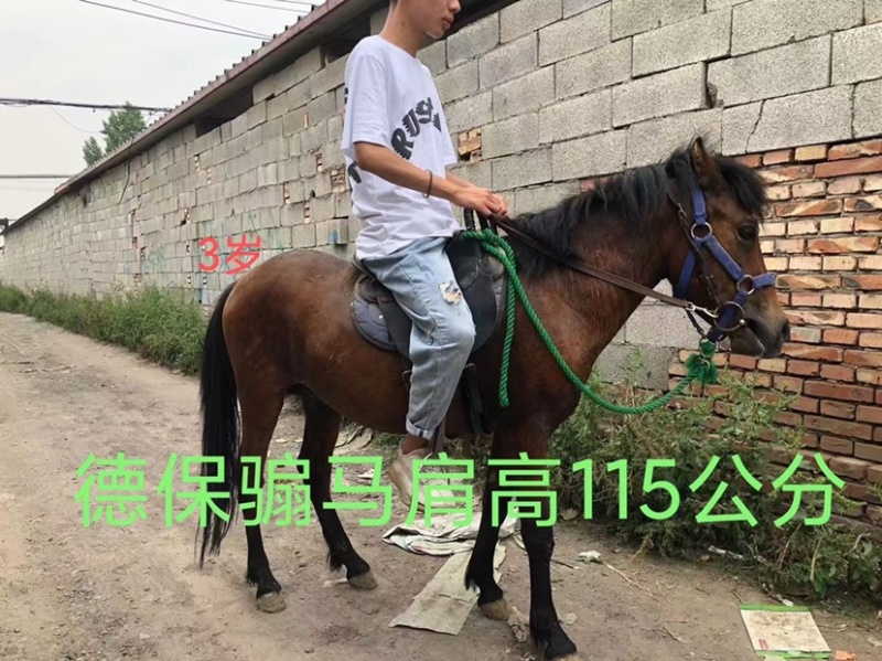 舍特兰矮马德宝矮马国产精品喜欢联系