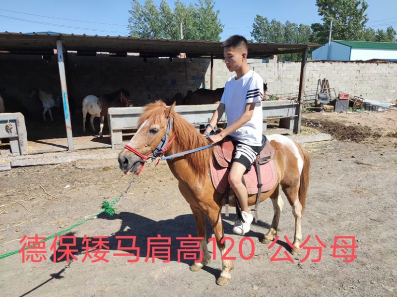 舍特兰矮马德宝矮马国产精品喜欢联系