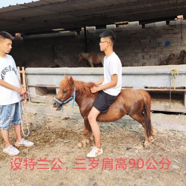 舍特兰矮马德宝矮马国产精品喜欢联系