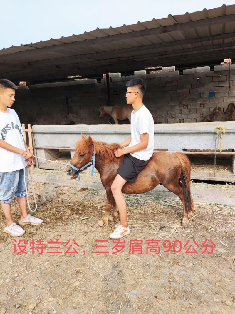 舍特兰矮马德宝矮马国产精品喜欢联系