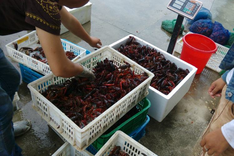 消费者在市场上挑选蓝小龙虾的过程