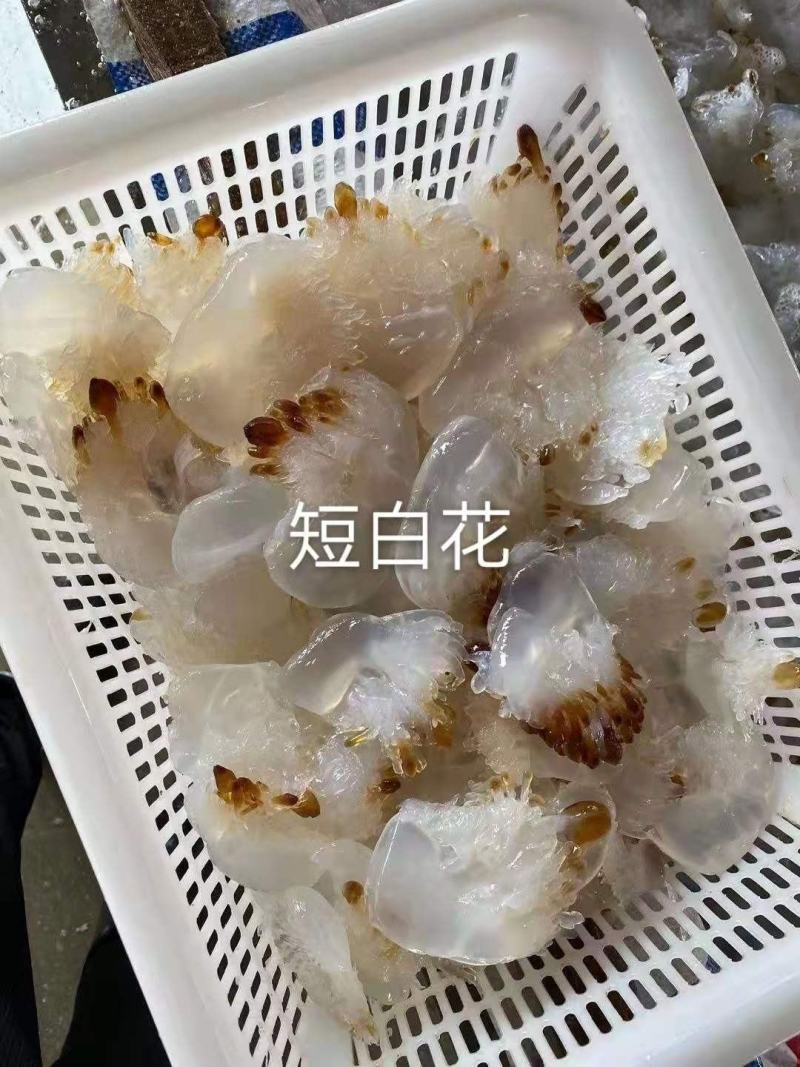 海蜇头、海蜇皮海蜇丝，承接定做各种规格既食海蜇，欢迎订购