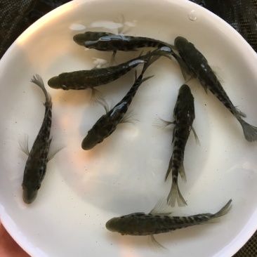 淡水石斑鱼苗花斑鱼苗生长快效益高基地直销欢迎来电