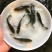 淡水石斑鱼苗花斑鱼苗生长快效益高基地直销欢迎来电