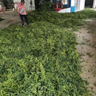 护肝茶