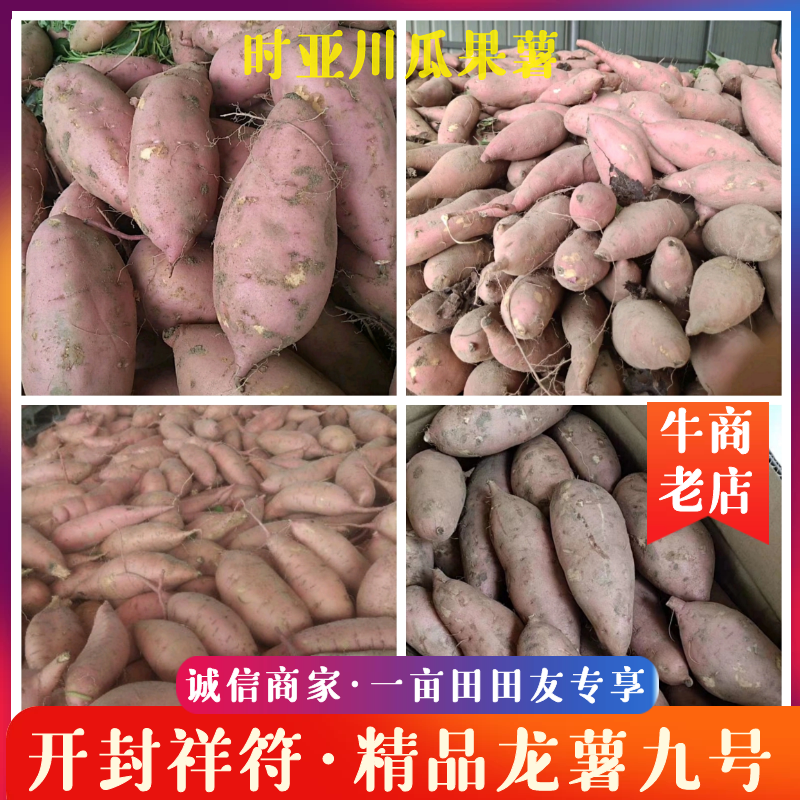 开封祥符龙薯9号八两以上红心产地一手货源代发全国