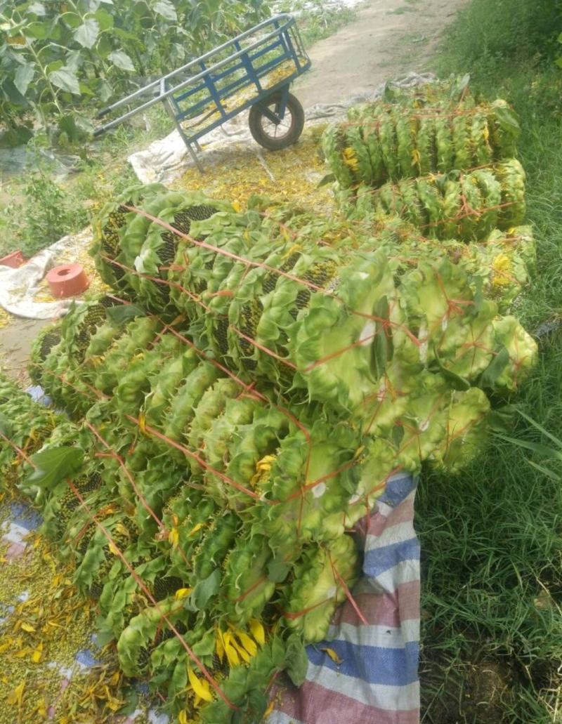 河南开封【向日葵】产地直供一手货源颗粒饱满代发全国