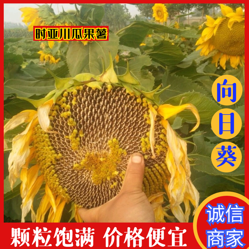 河南开封【向日葵】产地直供一手货源颗粒饱满代发全国