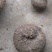 【产地直供】云南山乌龟量大优惠整车批发