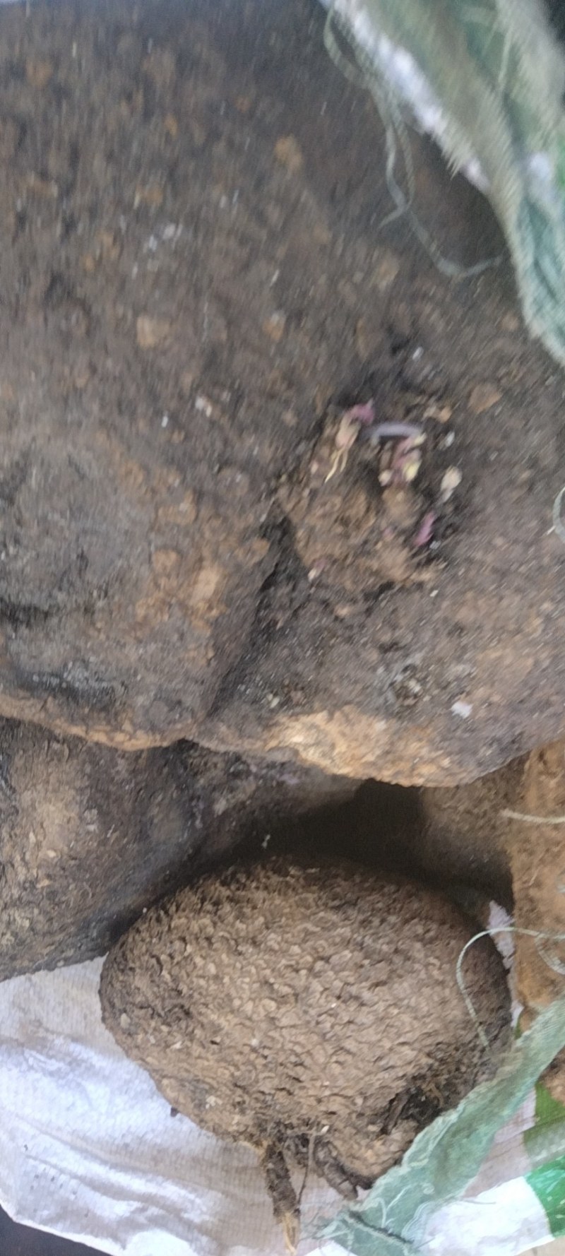 【产地直供】云南山乌龟量大优惠整车批发