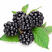 双季高产优质一代黑莓苗是风靡全球的第三代水果生命之源