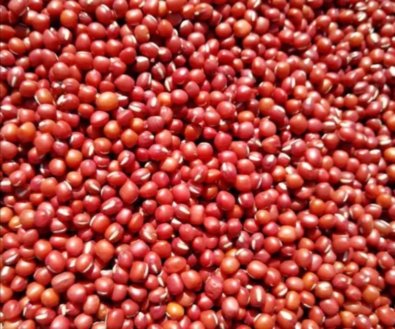 珍珠粒红小豆农家自种皮薄易煮口感好营养丰富