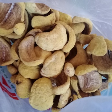 桑黄干品西峡县科达菌种厂桑黄种植基地