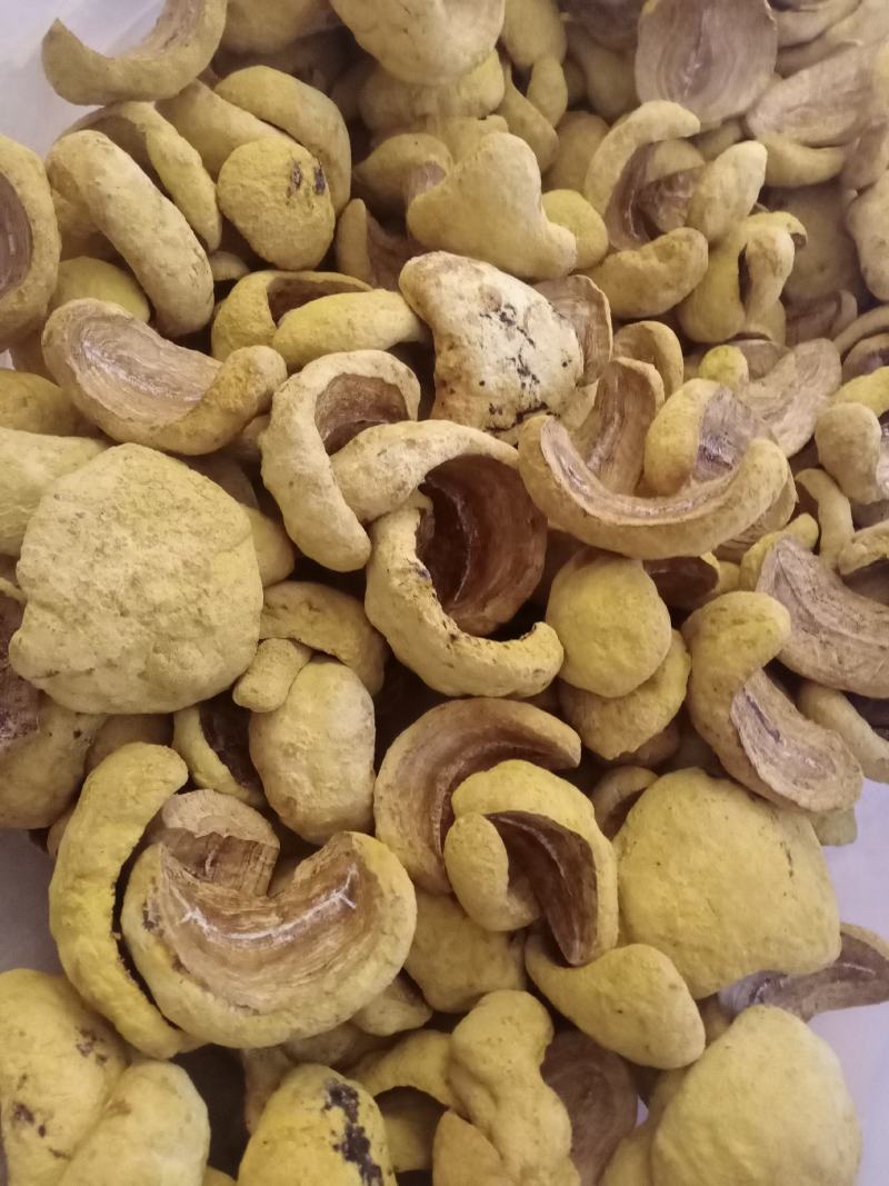 桑黄干品西峡县科达菌种厂桑黄种植基地