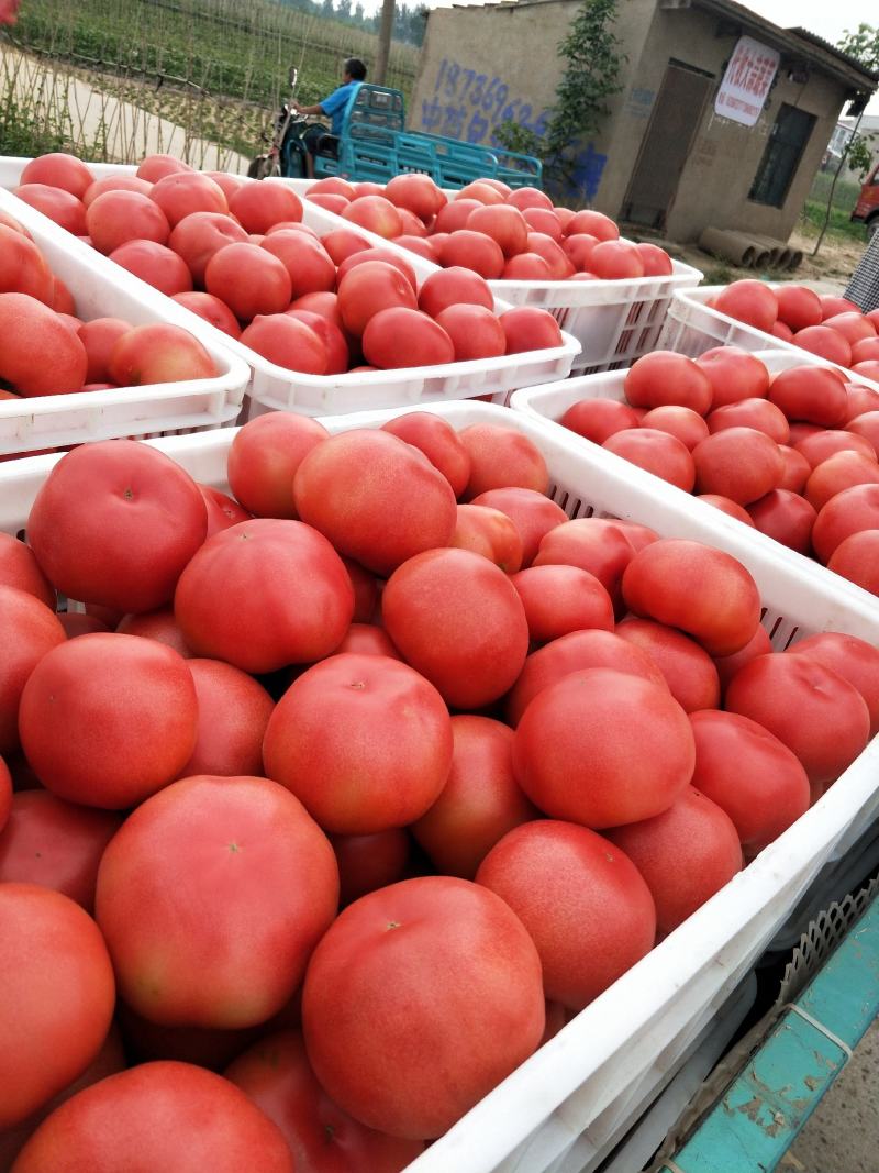 【西红柿】河南精品硬粉西红柿现摘现发量大从优欢迎选购