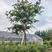 控根器朴树移植朴树，规格齐全，丛生朴树单杆朴树
