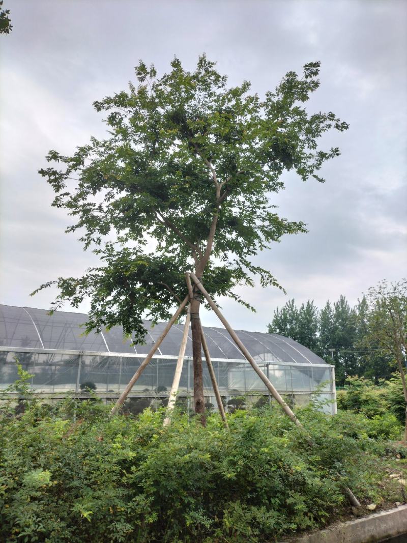 控根器朴树移植朴树，规格齐全，丛生朴树单杆朴树