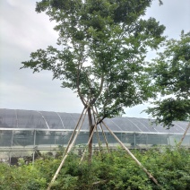 控根器朴树移植朴树，规格齐全，丛生朴树单杆朴树