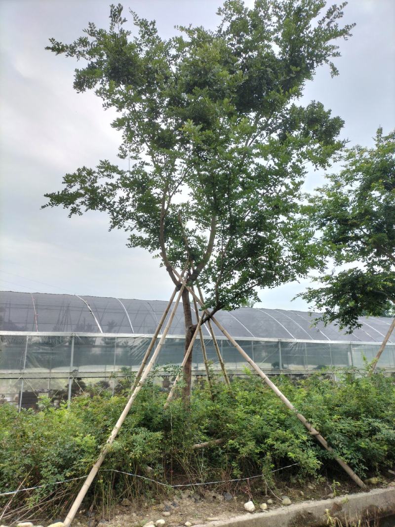 控根器朴树移植朴树，规格齐全，丛生朴树单杆朴树