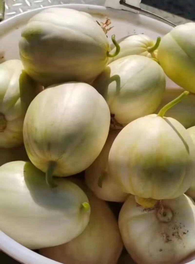 【甜瓜】吉林洮南金妃香瓜包熟包甜产地直销可视频看货