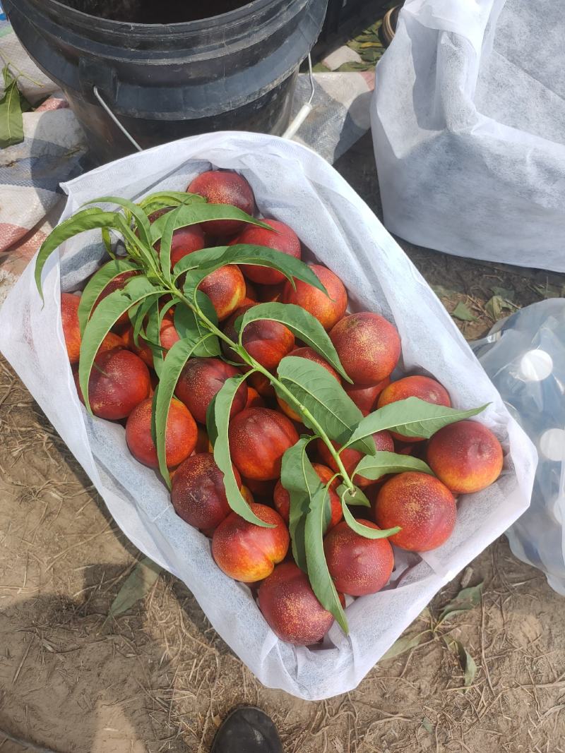 黄肉油桃中油4，早4号19，热销中，产地直发，电商直发。