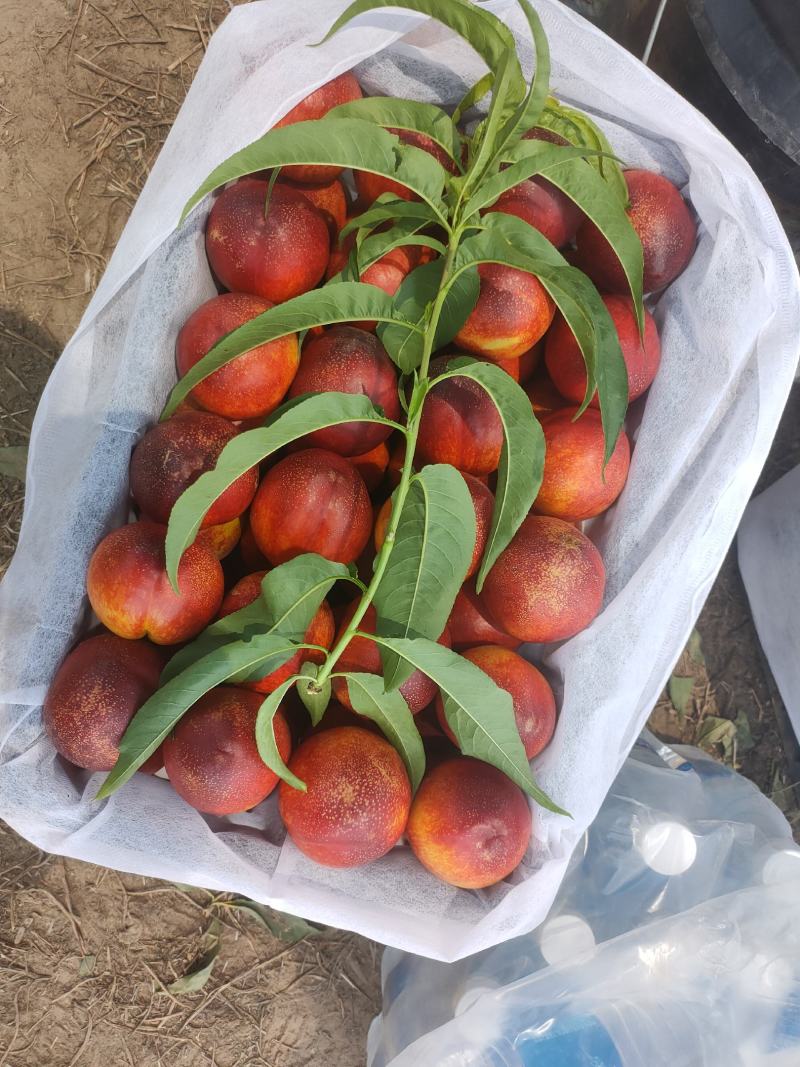 黄肉油桃中油4，早4号19，热销中，产地直发，电商直发。
